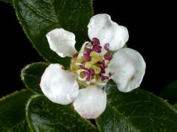 Cotoneaster dammeri: Flower.
 Image: D. Glenny © Landcare Research 2017 CC BY 3.0 NZ